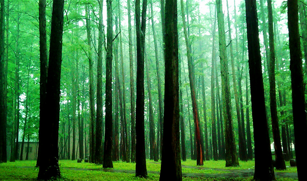 Hust-Forest